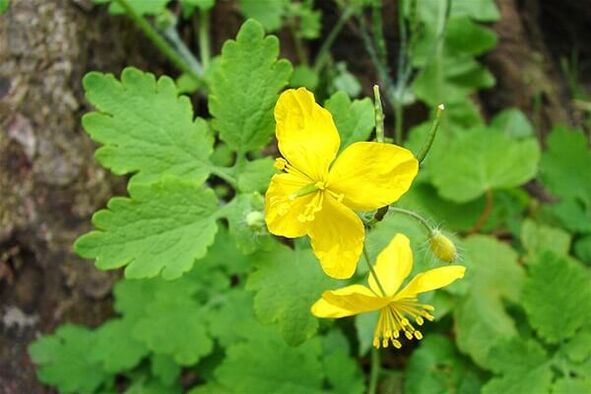 celandine wart plant